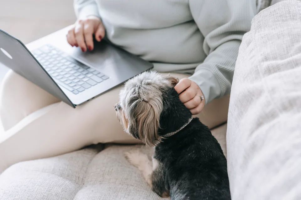 Asesoría canina personalizada en Sevilla — Surcan