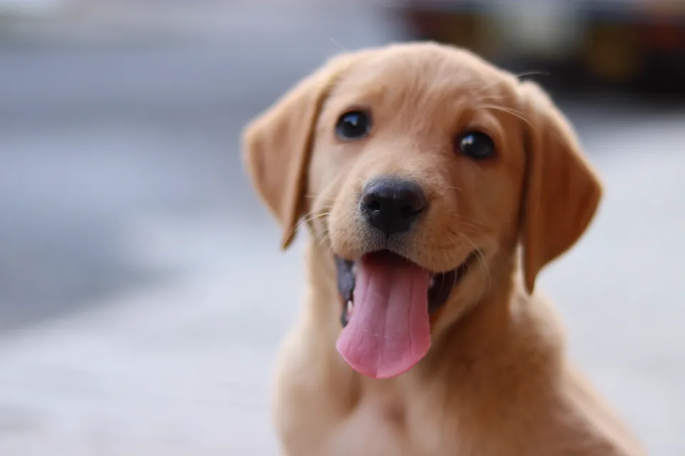 Cachorro durante una sesión de educación