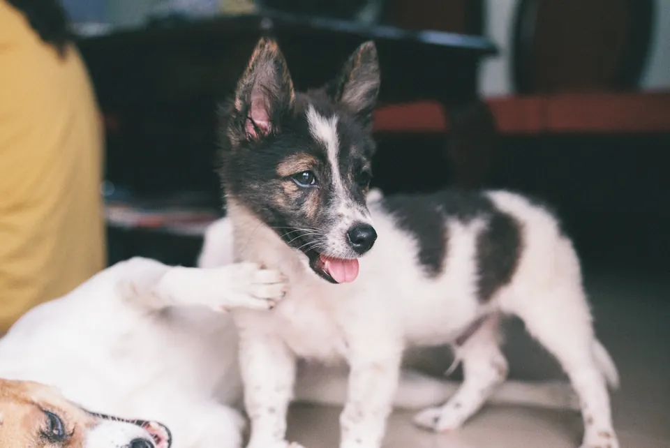 Cachorro en casa jugando con otro perro