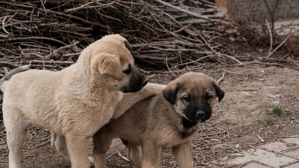 Dos cachorros juntos al aire libre