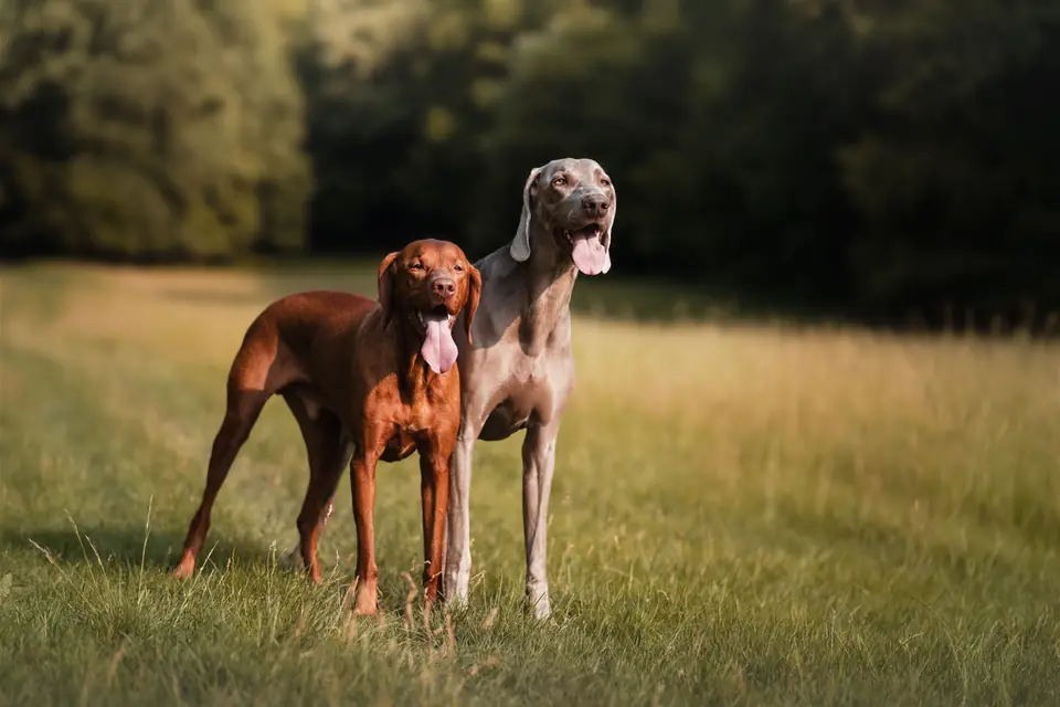 Perro adulto en un paseo de obediencia