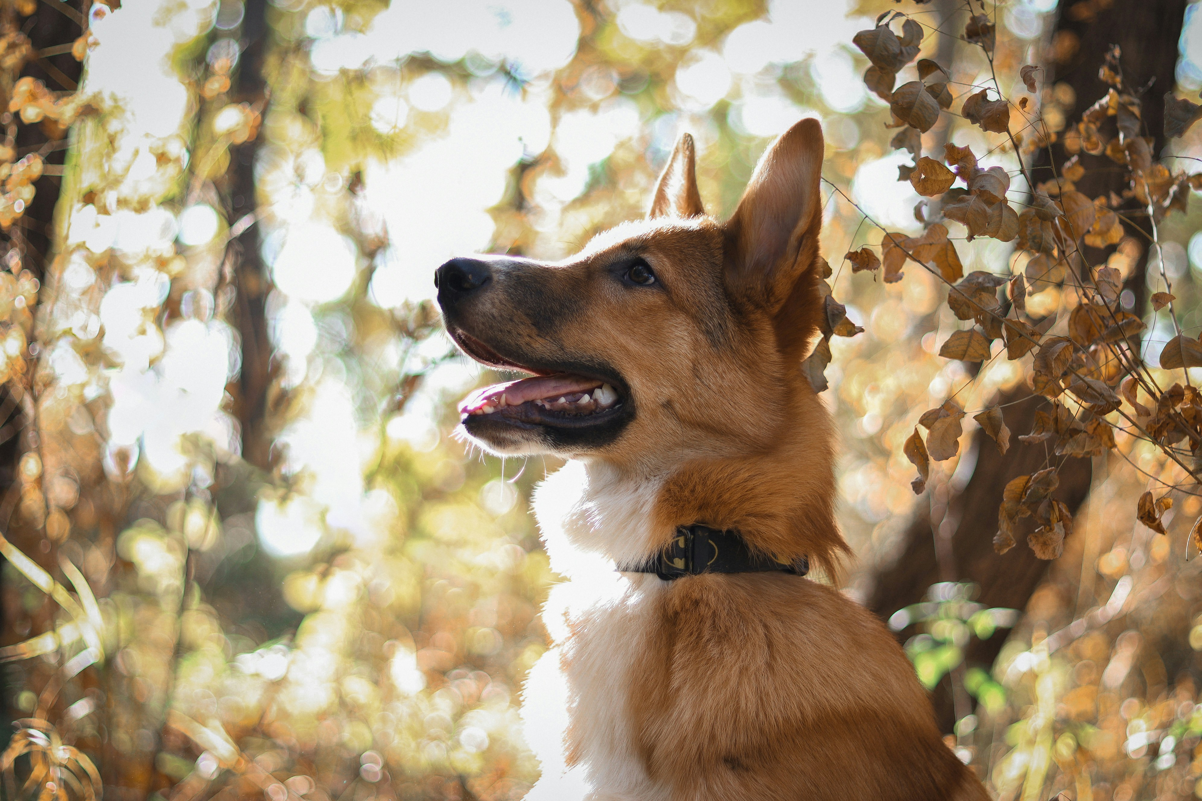 Perro adulto en un paseo de obediencia
