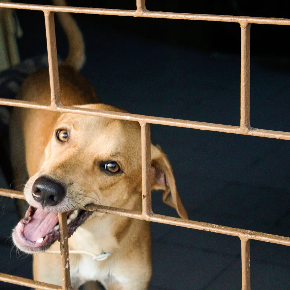 Perro tenso ladrando detrás de una reja