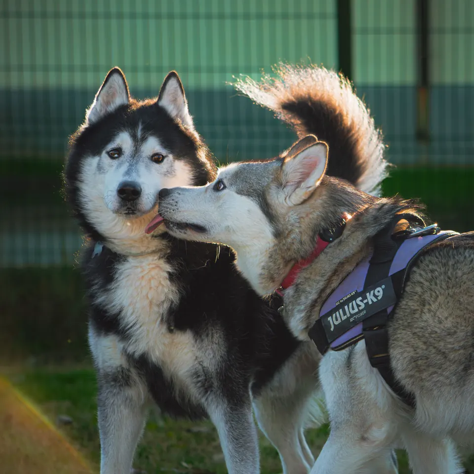 Dos perros adultos saludándose con calma