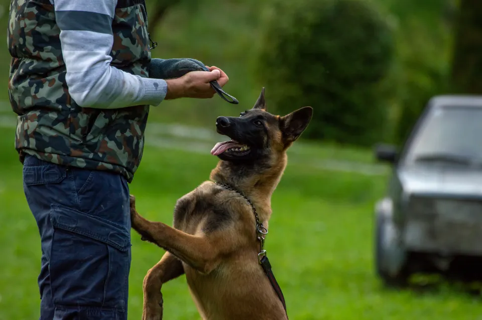 Diagnóstico conductual completo del perro con el adiestrador